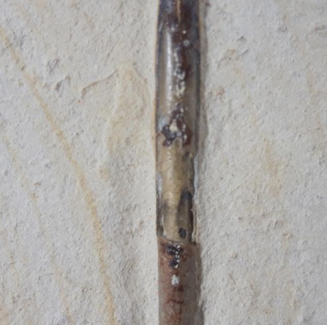 Hibolithes semisulcatus (M�NSTER 1830) - Bild &copy; FossNet FossilienStore